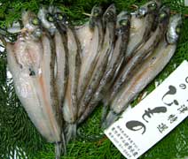 アオメエソ メヒカリ 市場魚貝類図鑑