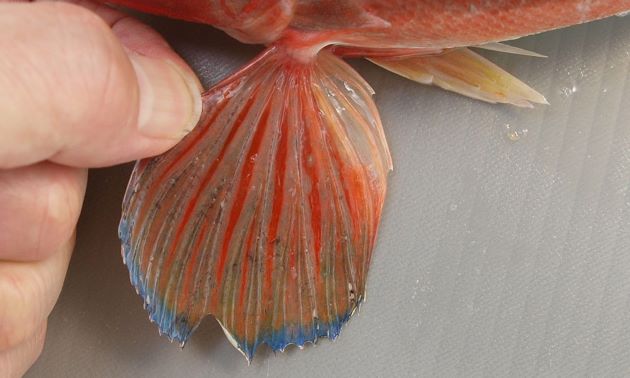 胸鰭は羽状だがホウボウなどと比べると小さく、目立った斑文がない。