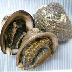 アッキガイ科について＆生物一覧ー | 市場魚貝類図鑑