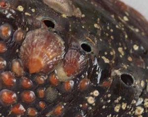 クリックで拡大表示 メガイアワビの噴水孔