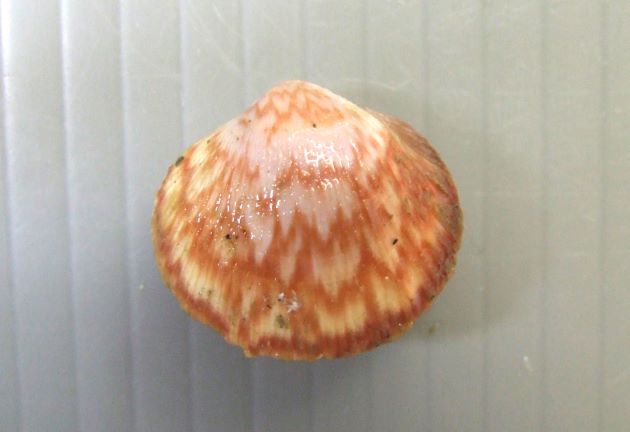 90mm SL 前後になる。貝殻は薄くよく膨らむ。貝殻の表面はなめらかで毛状の殻皮が生えた弱い放射溝がある。［幼貝 約18mm SL］