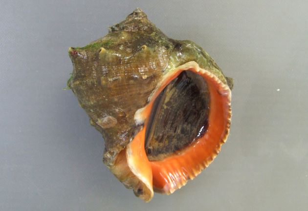 10cm SL を超える。貝殻は非常に硬く厚みがある。螺塔は肩が張り、肩の角上に結節列を生じる。殻口は広く、内面は赤色（ときに白いものもある）。ツノがなく丸みのあるものやツノのあるものもある。