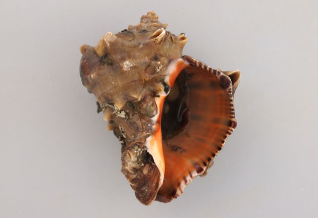 10cm SL を超える。貝殻は非常に硬く厚みがある。螺塔は肩が張り、肩の角上に結節列を生じる。殻口は広く、内面は赤色（ときに白いものもある）。ツノがなく丸みのあるものやツノのあるものもある。［ツノアカニシタイプ］