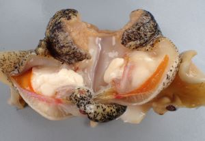 クリックで拡大表示