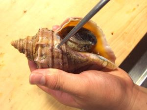 クリックで拡大表示 軟体を出す