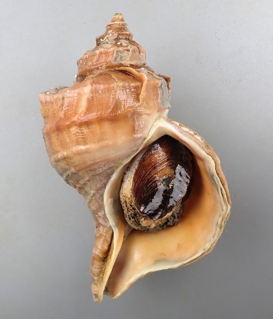 SL 24cm・重さは1kg前後になる。色合い茶色、もしくは肌色。貝殻はエゾボラ属の中ではやや薄い。角張り、成長脈（貝殻の縦に走る筋）が強く肩で割れてヒレ状に盛りあがる。螺肋（貝殻にある筋）は太く目立つ。［23cm SL・827g］