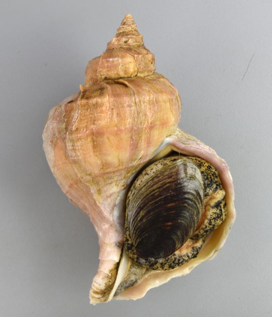 SL 24cm・重さは1kg前後になる。色合い茶色、もしくは肌色。貝殻はエゾボラ属の中ではやや薄い。角張り、成長脈（貝殻の縦に走る筋）が強く肩で割れてヒレ状に盛りあがる。螺肋（貝殻にある筋）は太く目立つ。［22cm SL・900g］