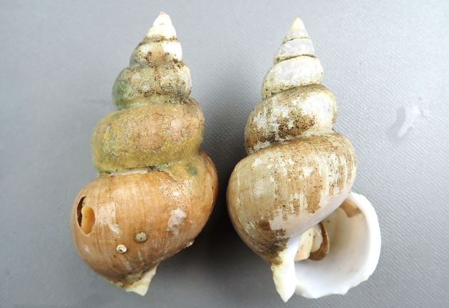 殻長15cm前後になる。ふくらみがあり、縫合（層と層の間の括れる部分）がくびれる。殻は細い線が入り布目を思わせる。貝殻は白色で淡黄触の殻皮に覆われる。殻口は白く外側に反り曲がることがある。縫帯は低い。［京都府産］