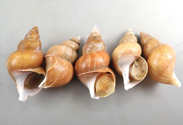 殻長15cm前後になる。ふくらみがあり、縫合（層と層の間の括れる部分）がくびれる。貝殻は薄く白色で淡黄触の殻皮に覆われる。殻は細い線が入り布目を思わせる。殻口は白く外側に反り曲がることがある。縫帯は低い。［島根県産］