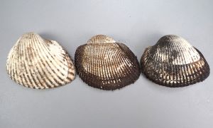 クリックで拡大表示