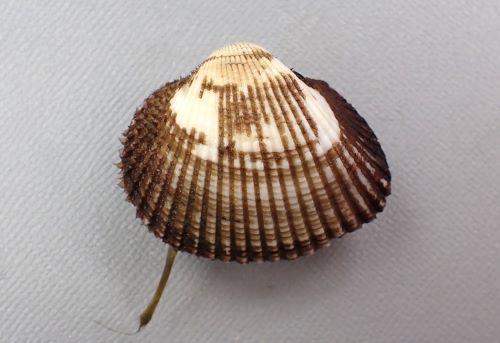 リンボウガイ確認用 サルボウガイ | 軟体 | 市場魚貝類図鑑