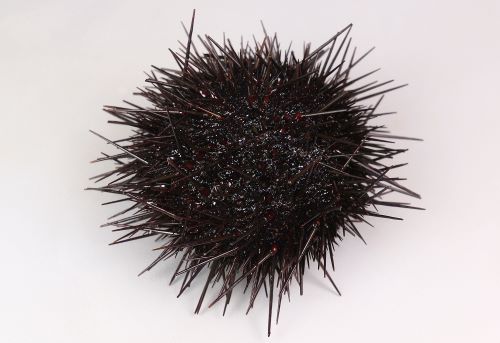 キタムラサキウニ その他生物 市場魚貝類図鑑 キタムラサキウニ その他生物 市場魚貝類図鑑
