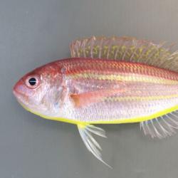 ソコイトヨリ 魚類 市場魚貝類図鑑