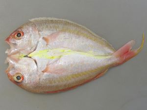 クリックで拡大表示 ソコイトヨリの開き干し