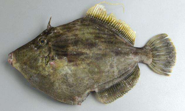 カワハギ 魚類 市場魚貝類図鑑
