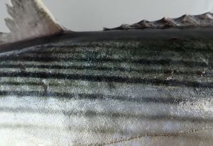 クリックで拡大表示