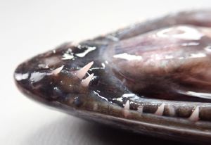 クリックで拡大表示