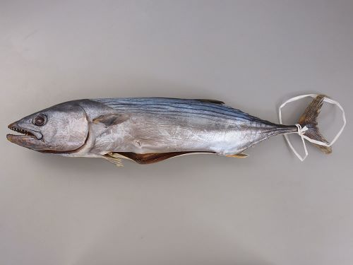 クリックで拡大表示