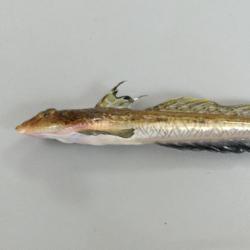 メゴチ 市場魚貝類図鑑 メゴチ 市場魚貝類図鑑