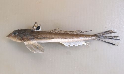 ネズミゴチ メゴチ 市場魚貝類図鑑 ネズミゴチ メゴチ 市場魚貝類図鑑