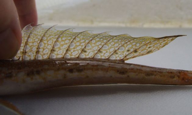 18cm SL 前後になる。口の周辺が黄色く染まる固体が多い。尾鰭は下半分が黒ずみ、上半分に黒い斑紋が散らばる。雌の第１背鰭には不定形の黒い斑紋がある。雄の第２背鰭には小さな黒い斑紋が１列に並ぶ。