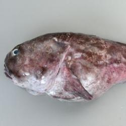 ウラナイカジカ科 市場魚貝類図鑑