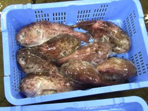 クリックで拡大表示