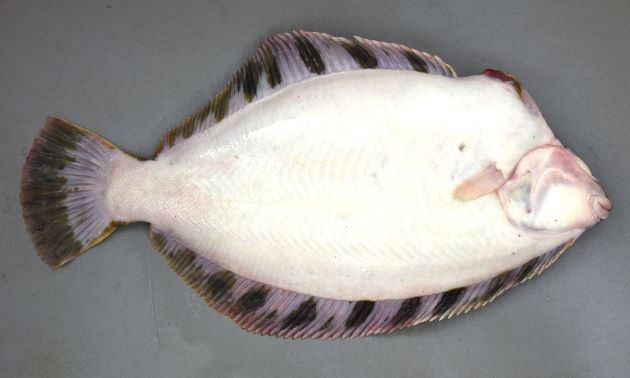 50cm SL 前後になる。全体に黒くクロガレイに似ているが、比べると頭が大きくやや体高がある（幅がある）。上眼の後ろに骨質のリ隆起がある。鰓蓋下骨に小皮弁を持つ個体がある。背鰭・尻鰭に褐色の帯がある。尾鰭の後縁は薄ら脱色されたように白い。側線は胸鰭のすぐ後で山なりに曲がる。[37cm SL・1.9kg]