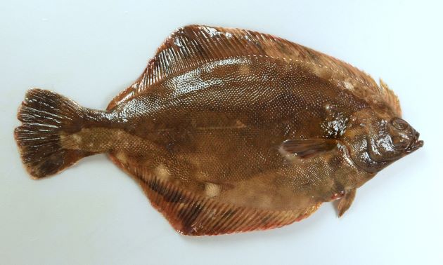 50cm SL 前後になる。全体に黒くクロガレイに似ているが、比べると頭が大きくやや体高がある(幅がある)。鰓蓋下骨に小皮弁を持つ個体がある。背鰭・尻鰭に褐色の帯がある。尾鰭の後縁は脱色されたように白い。側線は胸鰭のすぐ後で山なりに曲がる。