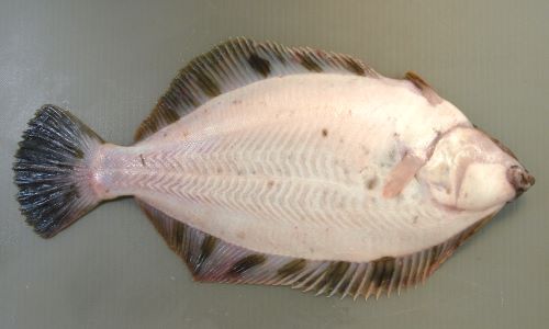 クロガレイ 魚類 市場魚貝類図鑑 クロガレイ 魚類 市場魚貝類図鑑
