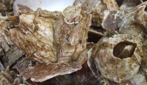 クリックで拡大表示 養殖されたミネフジツボ