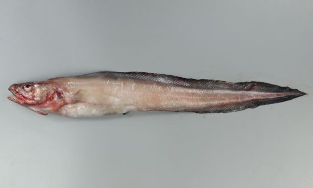 50cm TL（全長）前後になる。細長く全身がぶよぶよして柔らかい。鱗は丸く、胸鰭の前方と腹側には鱗がない。腹鰭はなく胸鰭がある。鰓は大きく開く。目と目の間は狭い。