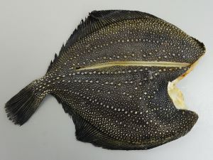 サメガレイ 魚類 市場魚貝類図鑑