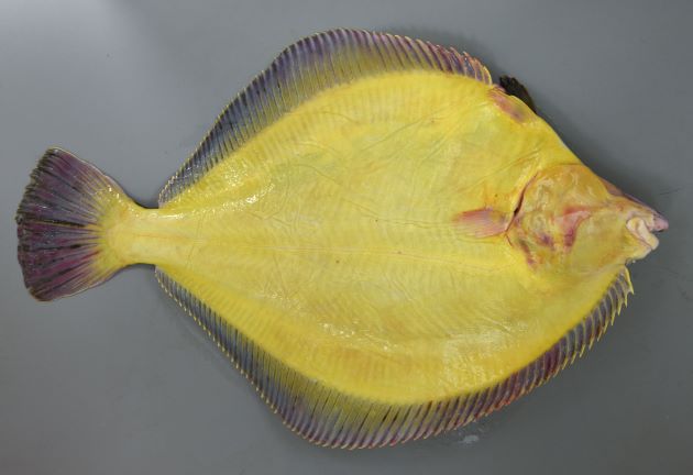 60cm SL 前後になる大型のカレイ。体が円形に近く幅広い。口は小さい。鮮度がいいと無眼側が橙色をしている。目の後方に1列に並ぶ角状(ツノ状)の骨質突起がある。