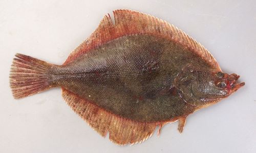 スナガレイ 魚類 市場魚貝類図鑑