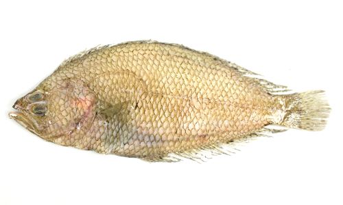 コケビラメ (アミガレイ) | 市場魚貝類図鑑