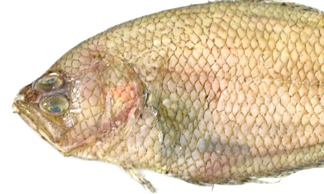 体長25cm前議になる。鱗は大きく網目文様をなす。体は非常に薄く、先が透けて見えるくらいに体色が淡い。腹鰭は１棘５軟条、左右の皮膜は癒合していない。尾柄部に黒斑がある。