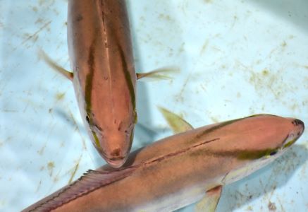 カンパチ 魚類 市場魚貝類図鑑