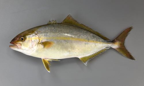 カンパチ 魚類 市場魚貝類図鑑