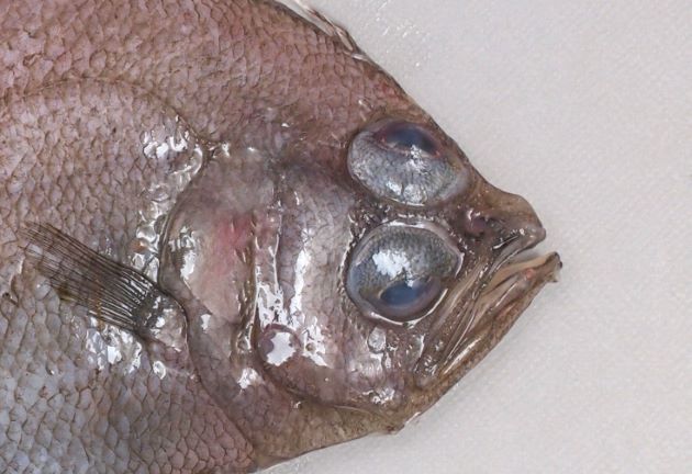 30cm SL 前後になる。眼は右側にあり、眼の半分近くが鱗で覆われる。腹鰭は１棘５軟条、左右の皮膜は癒合していない。