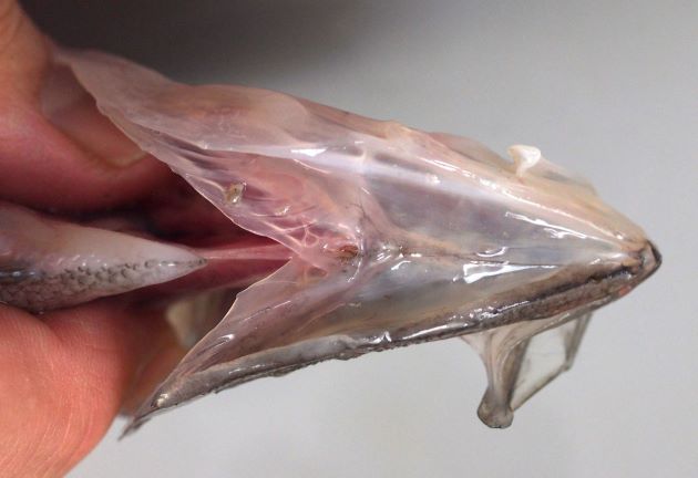 30cm SL 前後になる。眼は右側にあり、眼の半分近くが鱗で覆われる。腹鰭は１棘５軟条、左右の皮膜は癒合していない。