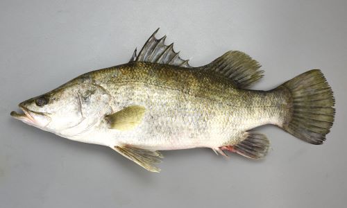 アカメ | 魚類 | 市場魚貝類図鑑