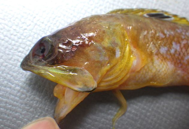 7cm SL 前後になる。細長く断面は丸い。背鰭に黒い斑紋がある。尾鰭は丸い。［東京湾三浦半島大津沖］