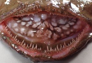 クリックで拡大表示