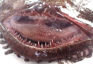 クリックで拡大表示