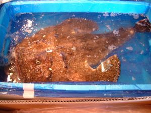 クリックで拡大表示