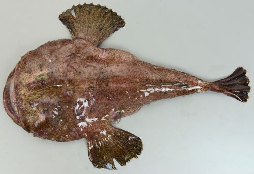 キアンコウ 魚類 市場魚貝類図鑑