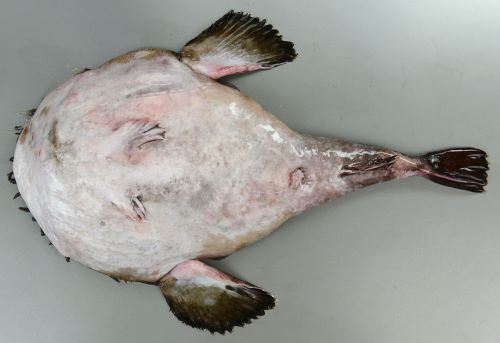 キアンコウ | 魚類 | 市場魚貝類図鑑