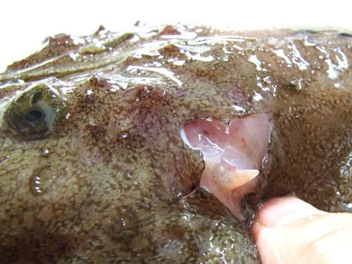 キアンコウ 魚類 市場魚貝類図鑑 キアンコウ 魚類 市場魚貝類図鑑