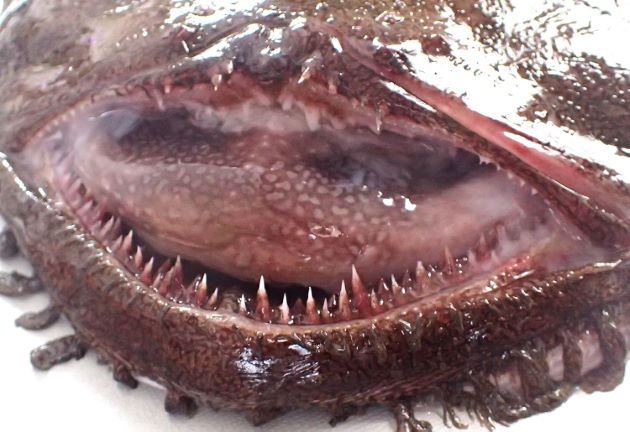 キアンコウ | 魚類 | 市場魚貝類図鑑